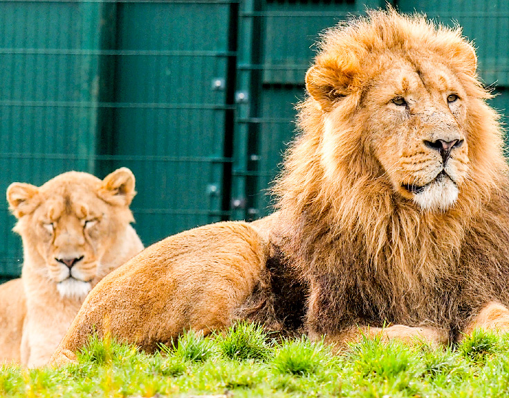 Dublin Zoo